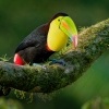 Tukan kratkozoby - Ramphastos sulfuratus - Keel-billed Toucan o3873